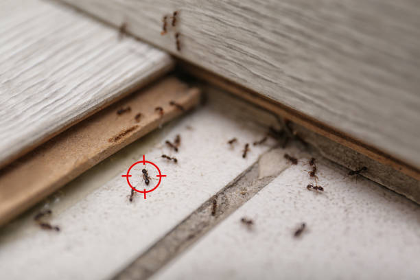 Pest Control for Restaurants in Mesilla, NM