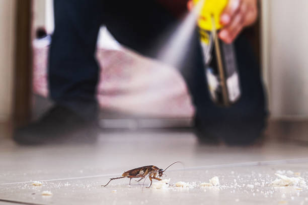Best Flea Control Services  in Mesilla, NM