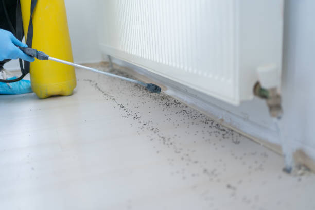 Best Pest Control Near Me in Mesilla, NM